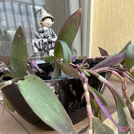 Lägenhet Maya Cluj-Napoca