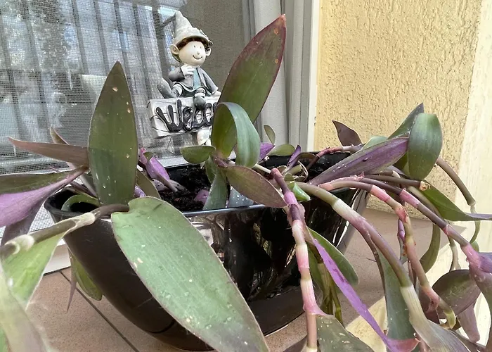 Lägenhet Maya Cluj-Napoca